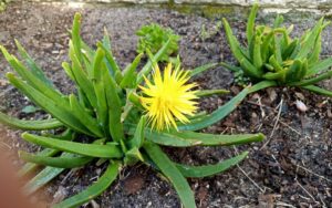 Bergeranthus multiceps