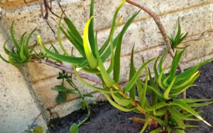 Aloiampelos striatula