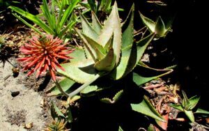 Aloe distans