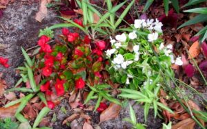 Begonia