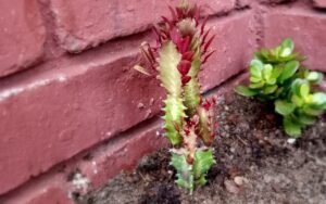 Euphorbia trigona Ruby