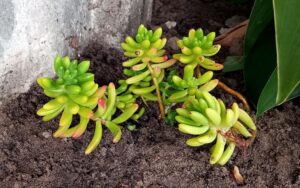 Sedum pachyphyllum #2