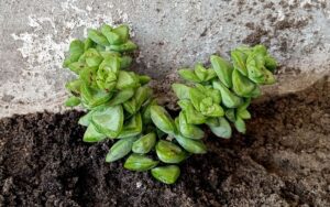 Crassula commutata #1