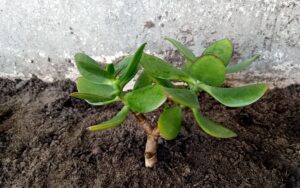 Crassula Ovata 'Jade Plant' #2