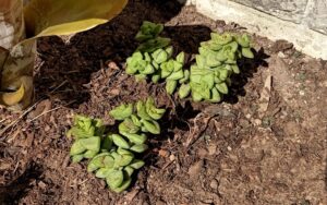 Crassula commutata #2