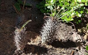 Pachypodium Gaeyi