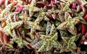 Crassula exilis subsp. cooperi