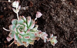Echeveria prolifica