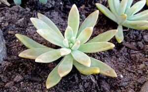 Dudleya greenei Rose