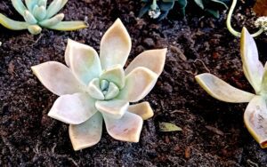 Graptopetalum paraguayense