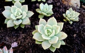 Graptoveria 'Titubans'