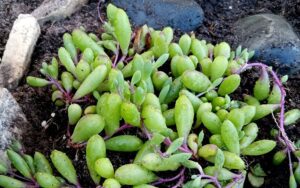 Crassothonna capensis (Ruby Necklace)