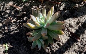 Echeveria Lady Fingers #2