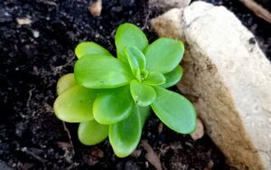 Sedum cepaea