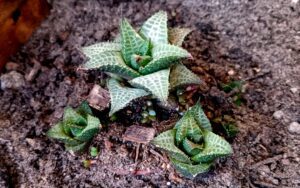 Haworthia tesselata