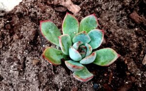 Echeveria Colorata