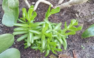 Cotyledon Papillaris Daphne #2