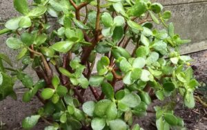 Crassula Ovata 'Jade Plant'