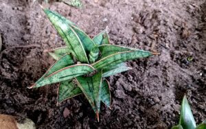 Dracaena francisii
