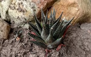 Haworthia limifolia