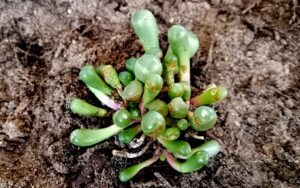 Fenestraria rhopalophylla