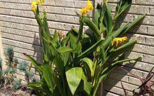 Canna Lilly