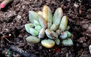 Pachyphytum Machucae