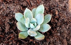 Echeveria Laui #2