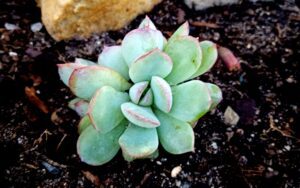 Echeveria 'Morning Dew'