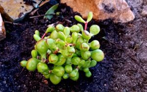 Crassula 'Chubby Toes'