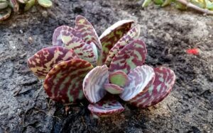 Kalanchoe humilis