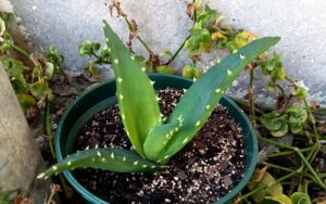 Aloe perfoliata