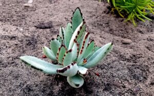 Kalanchoe Tomentosa #2