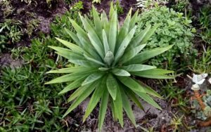 Agave sisalana (Sisal)