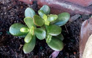 Crassula Ovata 'Jade Plant' #3