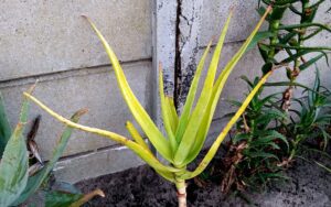 Aloe Thraskii