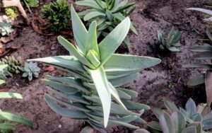 Kalanchoe waldheimii