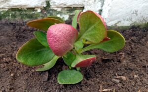 Crassula streyi