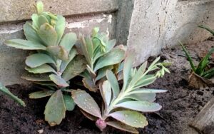 Kalanchoe Fedtschenkoi #2