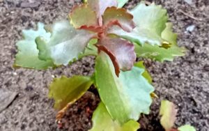 Kalanchoe longiflora coccinea #2