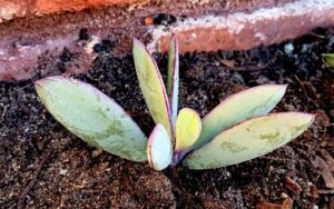 Senecio crassissimus