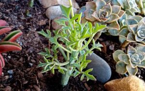 Baculellum articulatum #2
