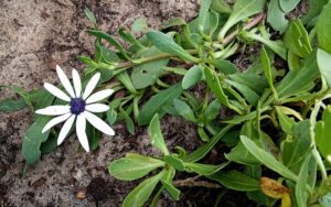 Dimorphotheca fruticosa