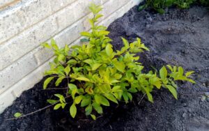 Duranta Erecta 'Sheena's Gold'