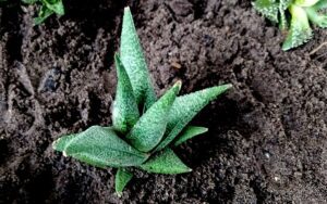 Aloe Dor