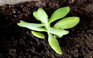Crassula cotyledonis Thunb.