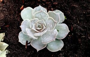 Echeveria lilacina