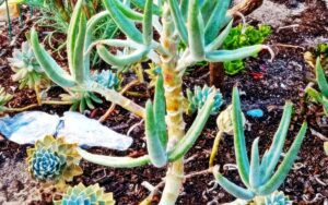 Cotyledon Flavida