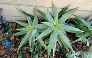 Aloe chabaudii