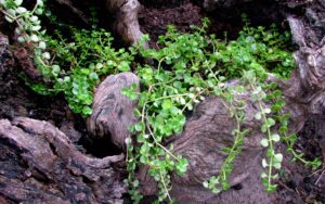 Crassula spathulata
